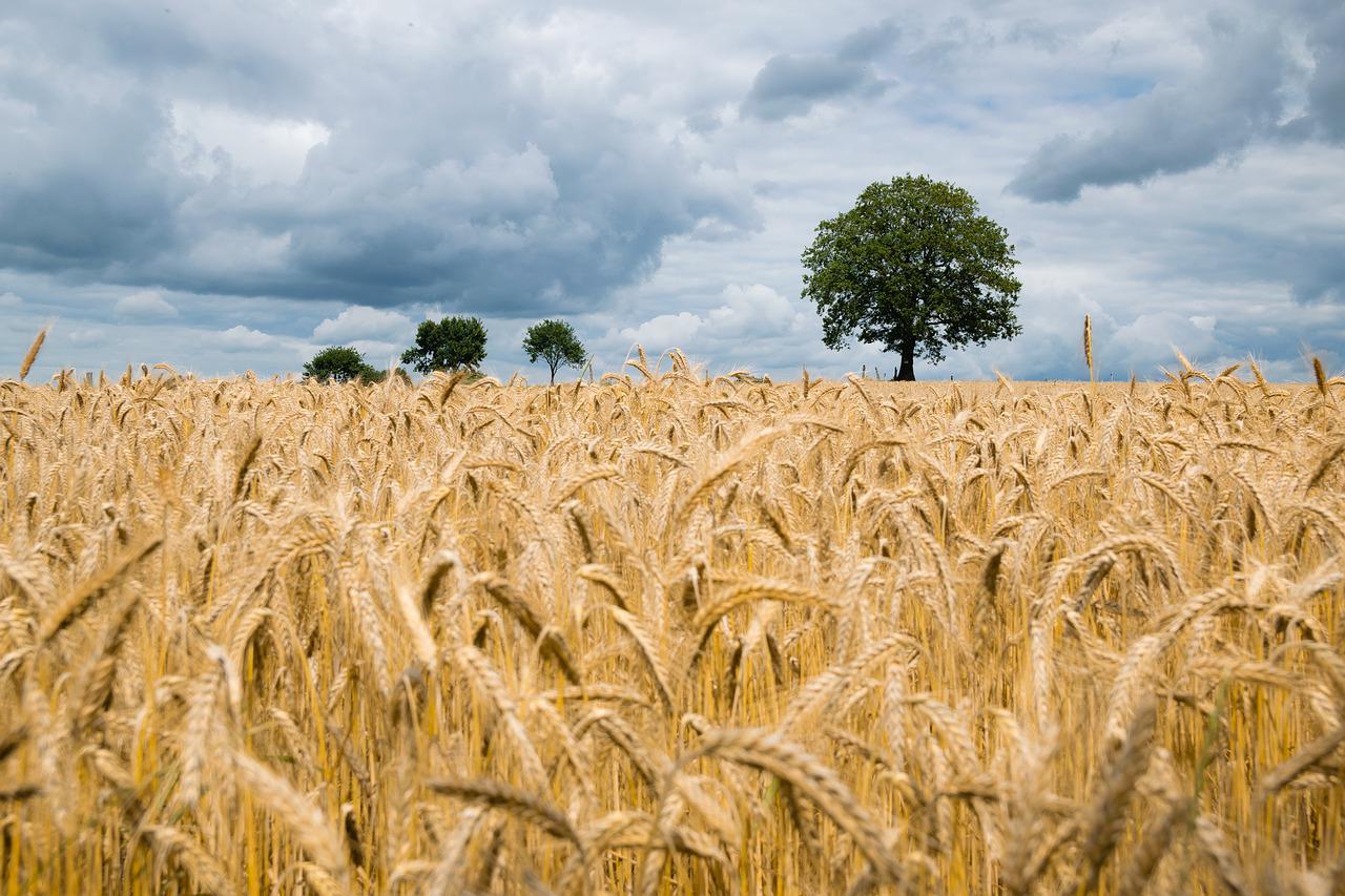 agriculture, barley, cereal-2549245.jpg