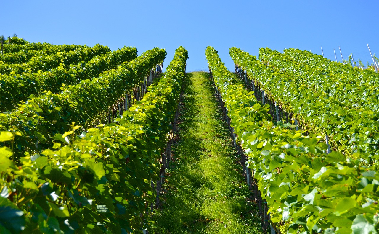 vineyard, series, mountain-1612092.jpg