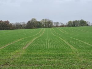 Post emergence of crop in fields