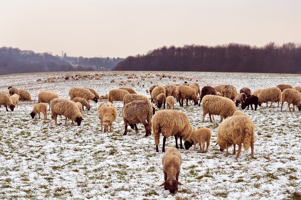 sheep, animals, lamb-3973315.jpg