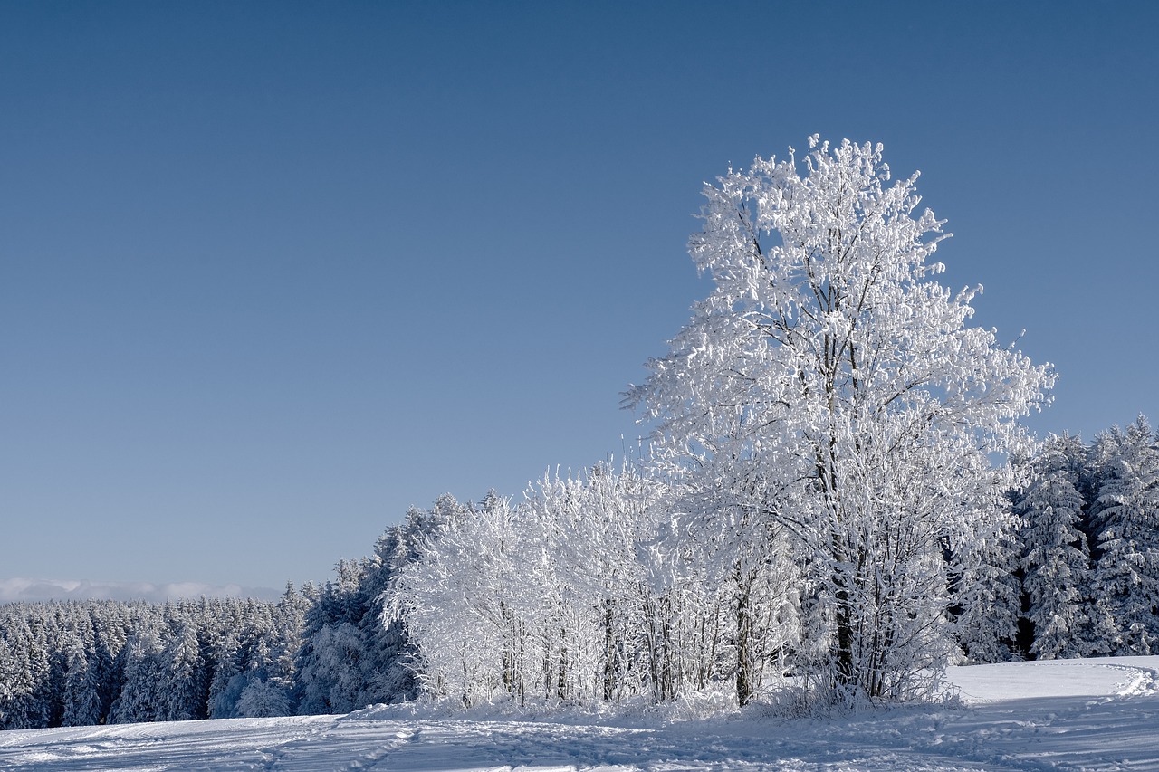 winter, forest, fir trees-5983671.jpg