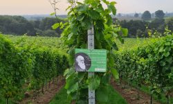 Signs at vineyard